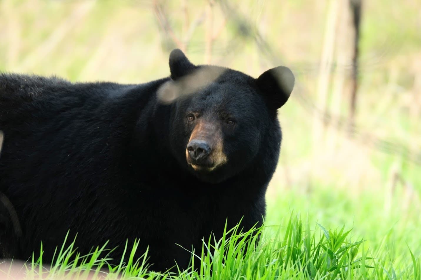 Black Bear Great Smoky Mountains - Credit: NPS