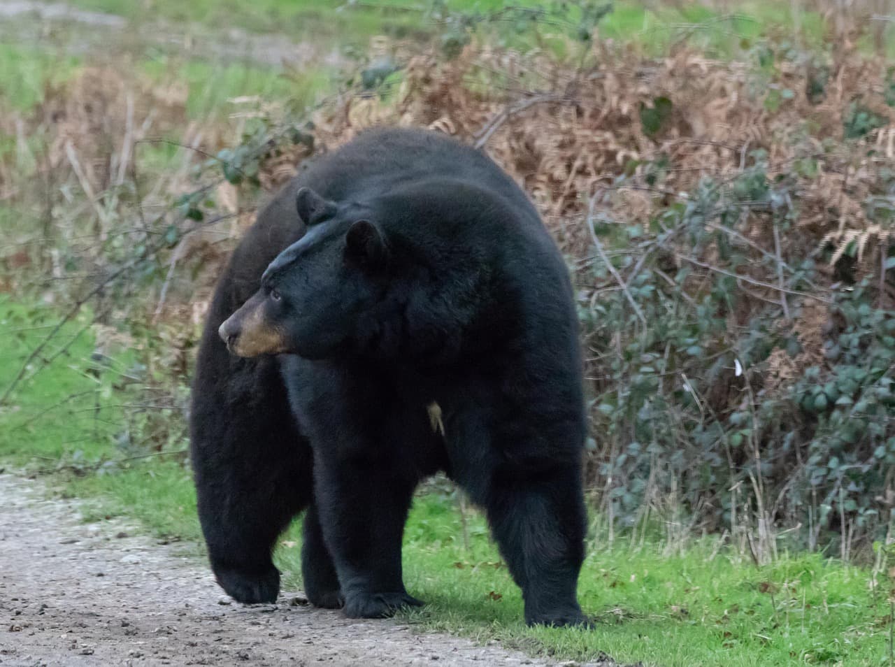 Black bear standing in road